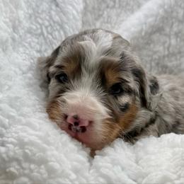 Chase - Blue merle male Assorted Doodle Crosses puppy in Waco, Georgia from Huff Family Doxies & Doodles