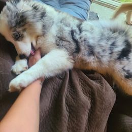 Pomsky Puppies from Ultimate Pomskies LLC
