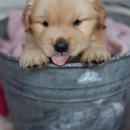 Golden Retriever and Labrador Retriever Puppies from Dublin Rise