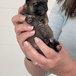Girl 3 - Red female Shiba Inu puppy in Milton, Florida from Moonlight Shibas