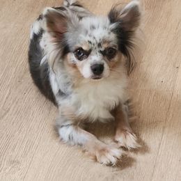 Stardust - Chihuahua