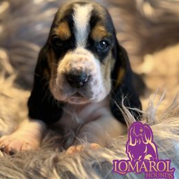 5 - Black brown and white female Basset Hound puppy in Inverness Highlands South, Florida from Lomarol Hounds