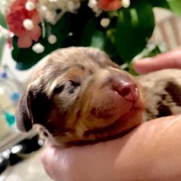 Sage - Dapple male Dachshund puppy in Fontana, California from DOXI.E.