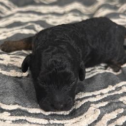 Poppy - Black and tan female Cavapoo puppy in Spokane, Washington from PJE Cavs and Poos