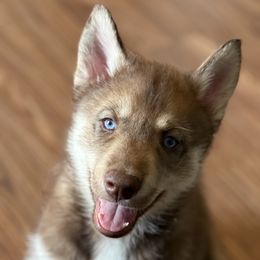 Patriot - Red and white male Siberian Husky puppy in Fairborn, Ohio from Haven of Free Spirits
