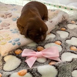 Girl 2 - Ruby female Cavalier King Charles Spaniel puppy in Green Bay, Wisconsin from Family first cavaliers