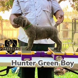 Boy 2 - Cane Corso puppy in College Station, Texas from Ironclad Cane Corso