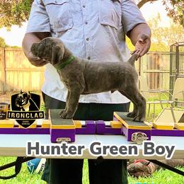 Boy 2 - Cane Corso puppy in College Station, Texas from Ironclad Cane Corso