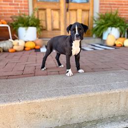 Trixie - Brindle female Boxer puppy in Upper Sandusky, Ohio from Rock Run Homestead