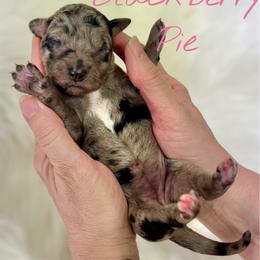 Blackberry Pie - Merle female Goldendoodle puppy in Mocksville, North Carolina from Little Bear Doodles