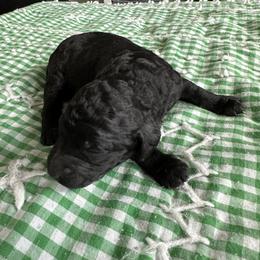Mr Big - Black male Poodle puppy in Severance, Colorado from Cox's Poodle Pups