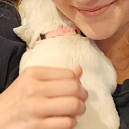 Golden Retriever Puppies from Golden West English Creams