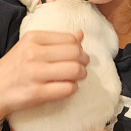 Golden Retriever Puppies from Golden West English Creams