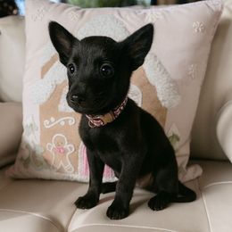 Diesel - Gold brindle male Dutch Shepherd puppy in San Diego, California from TecK9s