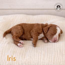 Iris - Red female Bernedoodle puppy in Greenville, Texas from Doodles of Promise