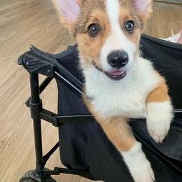 Bun - Sable female Pembroke Welsh Corgi puppy in Hueytown, Alabama from AAA Corgis