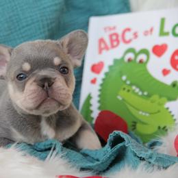 Nile - Blue male French Bulldog puppy in Piedmont, Oklahoma from 5A Frenchies
