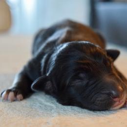 Ember - Black tri-color female Australian Shepherd puppy in Lyons, Georgia from Canyon South Aussies