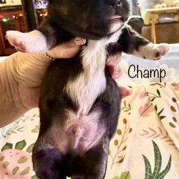 Champ - Black and white male Chihuahua puppy in South Charleston, Ohio from Fine Whines & Lickers