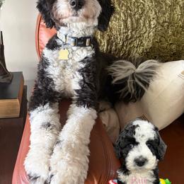 Aussiedoodle, Goldendoodle, and Poodle All Grown Up from North Florida Poodles and Doodles