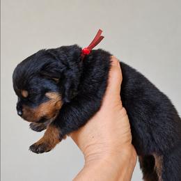 Red female - Black and mahogany female Rottweiler puppy in Lake City, Florida from Haus Der Wut Kennels