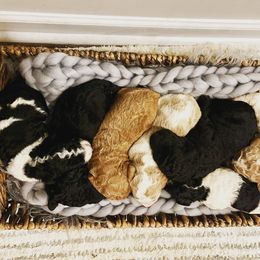 Poodle puppies from Brightleaf Goldendoodles