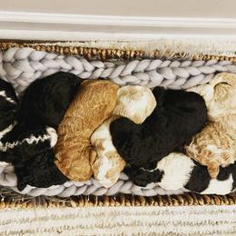 Poodle puppies from Brightleaf Goldendoodles