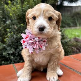 Luna - Gold female Australian Labradoodle puppy in Citrus Heights, California from Elite Blend Labradoodles