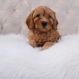 Australian Labradoodle Puppies from New England Labradoodles