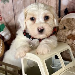 Johnson - White male Havanese puppy in Clermont, Florida from Country Sweet Havanese and Creative Coaching