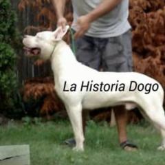 Freddy - Dogo Argentino
