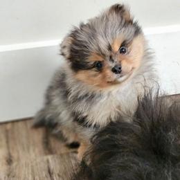 Boy - Blue merle male Pomeranian puppy in Monroe, New York from NY Snow Poms
