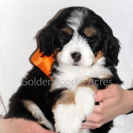 Bernedoodle and Goldendoodle Puppies from Goldendoodle Acres