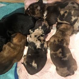 Dachshund puppies from Daisy's Doxies