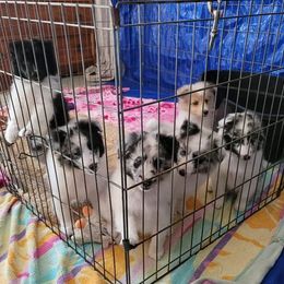 Shetland Sheepdog Puppies from Shantel Shelties