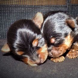 Yorkshire Terriers from Barbara's Yorkshire Terriers