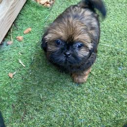 Girl 2 - Brindle female Shih Tzu puppy in Zeigler, Illinois from Dandy Little  Shih Tzu, Shih Poo's and Toy Poodles