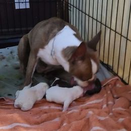 Boston Terriers from Kim's Boston Terriers