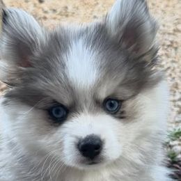 Pomskies from Arizona Luxury Pomskies