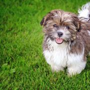 Shichon All Grown Up from Loving Paws Teddy Bear Patch