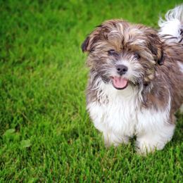Shichon All Grown Up from Loving Paws Teddy Bear Patch