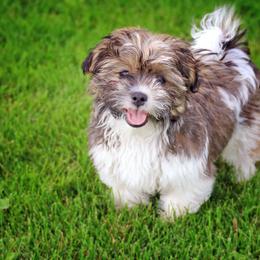 Shichon All Grown Up from Loving Paws Teddy Bear Patch