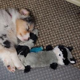 Australian Shepherd Puppies from Scarlet Oak Aussies