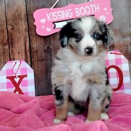 Boy 3 - Australian Shepherd puppy in Oregon from SonSational Farm Toy/ Mini Australian Shepard's