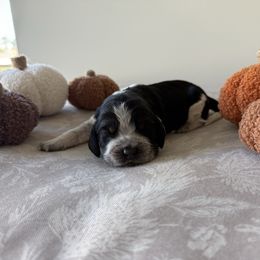 Luna (formerly Violet) - Black white and tan female English Springer Spaniel puppy in Saratoga Springs, New York from Saratoga Springers NY