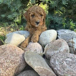 Goldendoodle Puppies from Colorado Dreamin Doodles