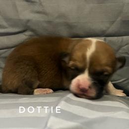 Dottie - Red female Pembroke Welsh Corgi puppy in Vernal, Utah from Bingo's Kennel