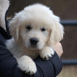 Orange Girl - Light golden female Golden Retriever puppy in Hagerstown, Maryland from Pinewood Acres Goldens