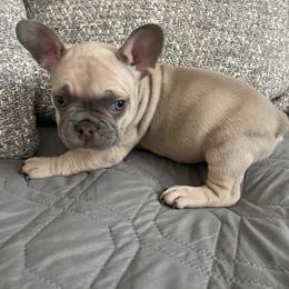Zulu - Blue fawn male French Bulldog puppy in Metairie, Louisiana from Surcouf Frenchie’s