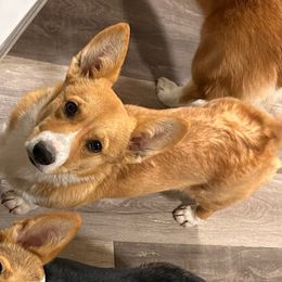 Dixie - Pembroke Welsh Corgi